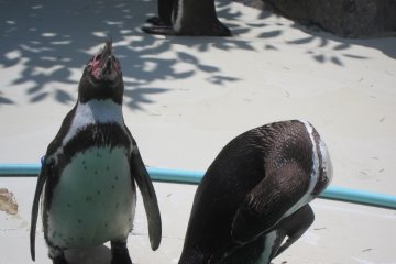 Penguins lurking around their pool, getting some moisture from the midday sun