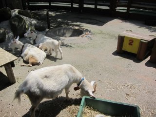 Goat farm, where you get the chance to geed the goats