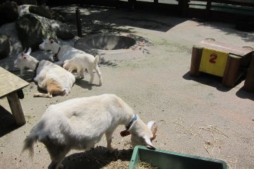 Goat farm, where you get the chance to geed the goats