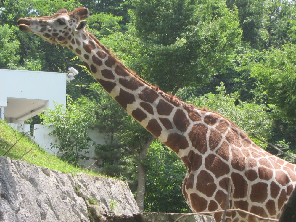 and the star of the zoo, the giraffe. Towering over everyone around the zoo, you can see them from a distance