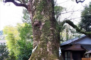 A sacred camphor tree