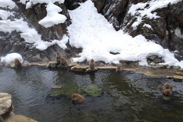 Snow monkeys taking a relaxing bath