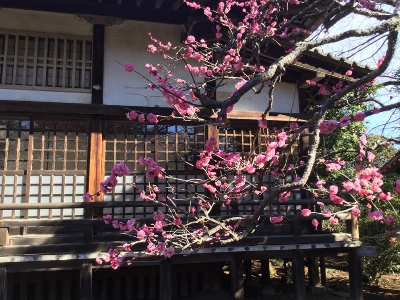 The pink plum blooms first in front of Konjoin Temple