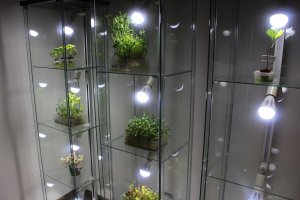 室内供养植物