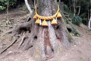 Shimenawa rope decorated with shide paper streamers, on a sacred tree off behind the main shrine complex. The shimenawa identifies its tree as sacred and the home of a kami.