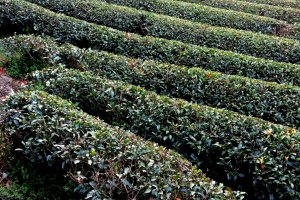 Neat rows of green tea bushes