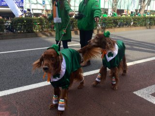 Chó Setter Ai-len trong buổi diễu hành