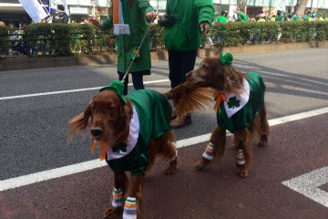 Irish Setters on parade.