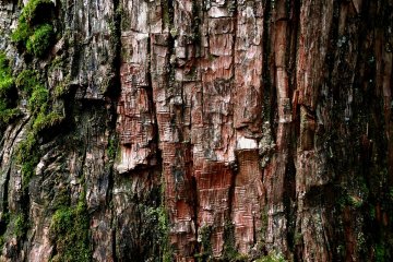 Rough textured cedar bark