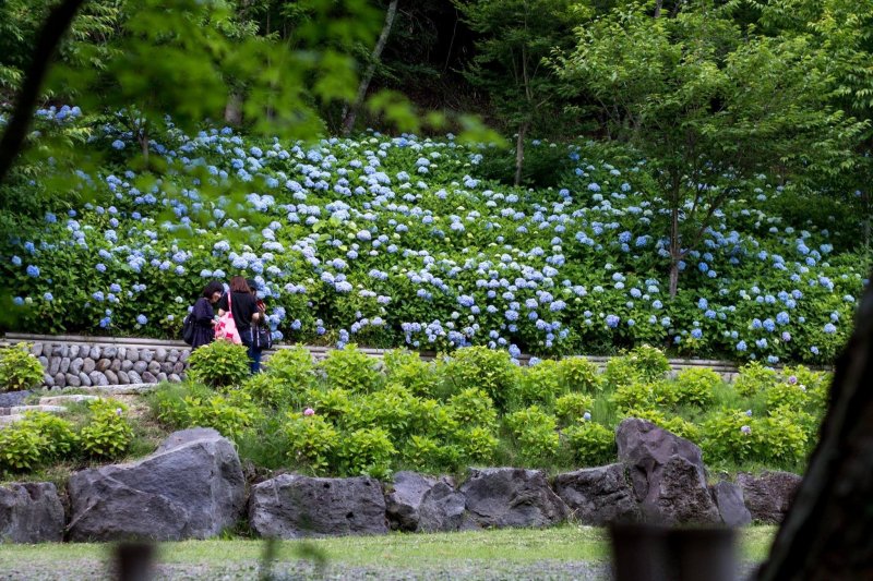 The temple hydrangea gardens in bloom