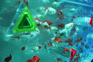 KALEIDORIUM: Melihat ikan mas di bawah kaleidoskop segitiga