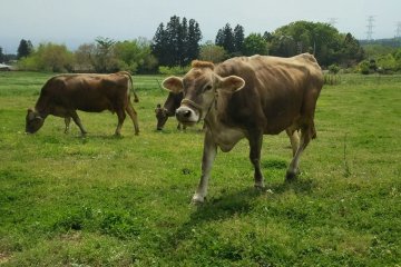 마에바시의 Three Brown Cows