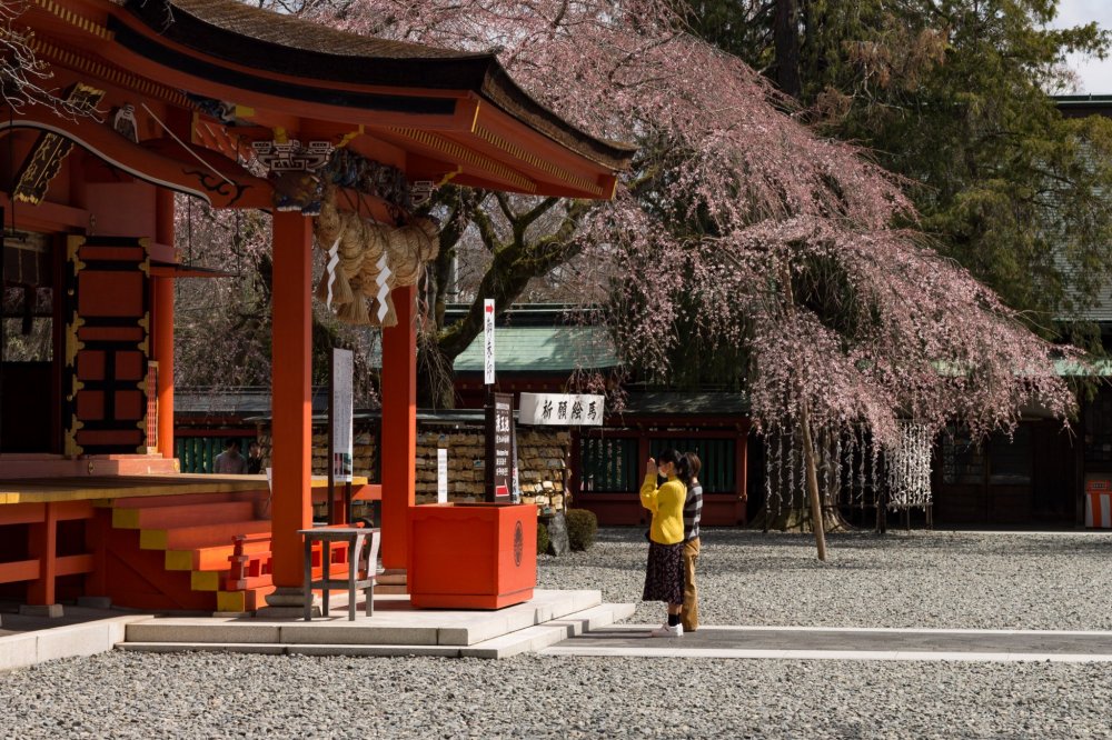 Cherry blossoms bloom alongside the main hall where visitors stop to pray