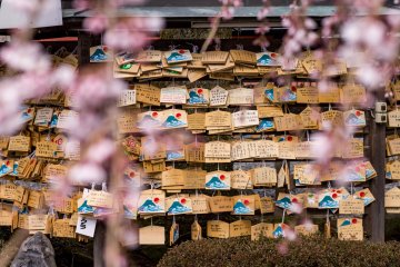 Visitors leave prayer boards, carrying their prayers to the gods, beneath one of the shrine's cherry blossom trees