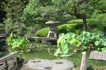 Японский сад летом