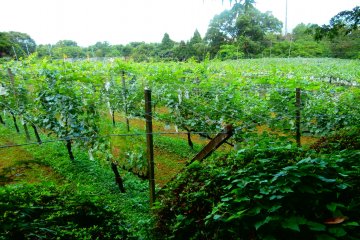 <p>The vineyard of Kyoho grapes and some other fruits</p>