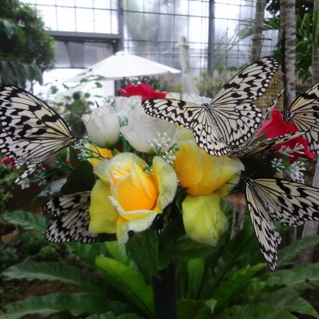 Ryugujo Butterfly Garden