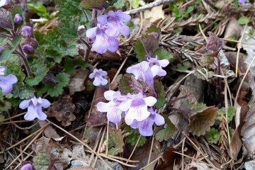 Ground Ivy along the way