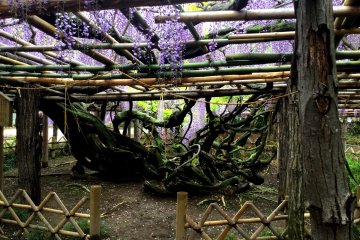 Massive, gnarled vines attest to the age of the wisteria 