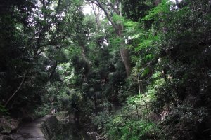 Todoroki Valley has lots of greenery