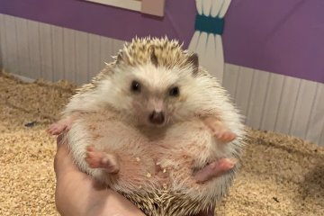 A staff member showing what the hedgehog looks like curling up into a ball.