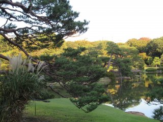 Another view with a pine tree