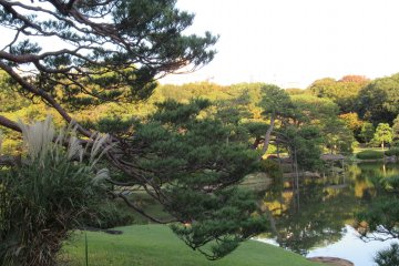 Another view with a pine tree