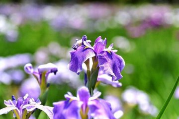 Mizumoto Park Iris Season