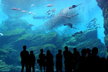 Umino Mori Aquarium