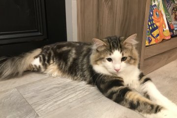 Нежный Крутон, парень, 1 год, сибирская кошка
