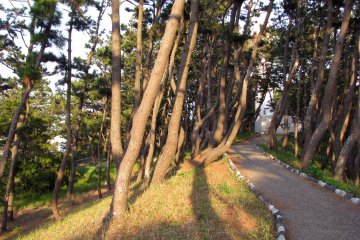 The alley of bent pines along the coast at Bentenjima