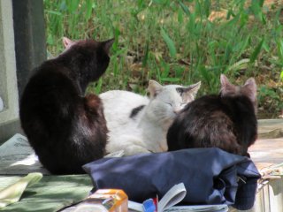 Stray cats in Omiya Park