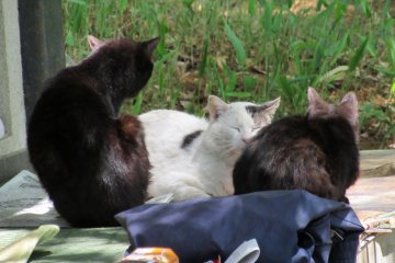 Stray cats in Omiya Park