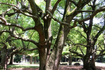 Large trees in Omiya Park