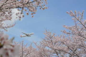 Sakura no Yama Park