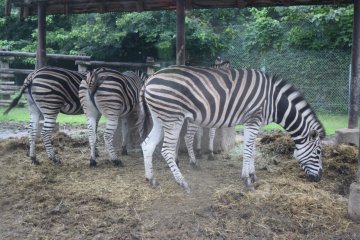 The herd of zebras was just one of the many types of Sub-Saharan species on display