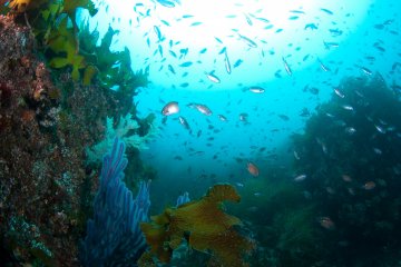 Wonder of nature under the sea of Omijima
