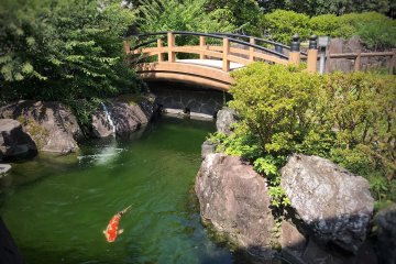 A beautiful Japanese garden with, you guessed it, koi fish