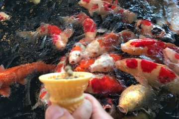 For 100 yen, you can get food for the koi (they eat the cone, too!)