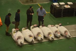 Massive tuna fish at the auction site