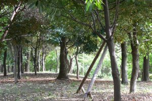 Kiba Park and a grove of trees