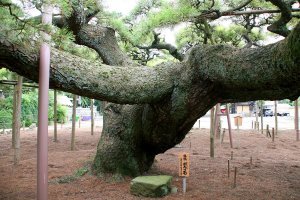 The impossibly huge branches of Yogo no Matsu at Zenyoji temple