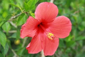 There are hibiscus flowers throughout the park