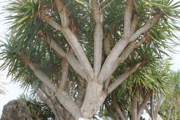 <p>The northwest corner of Southeast Botanical Gardens is dedicated to arid flora like cacti and this dragon&#39;s blood tree</p>