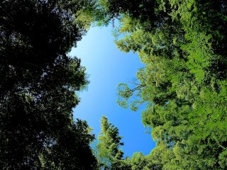 Bầu trời xanh phía trên rừng tre