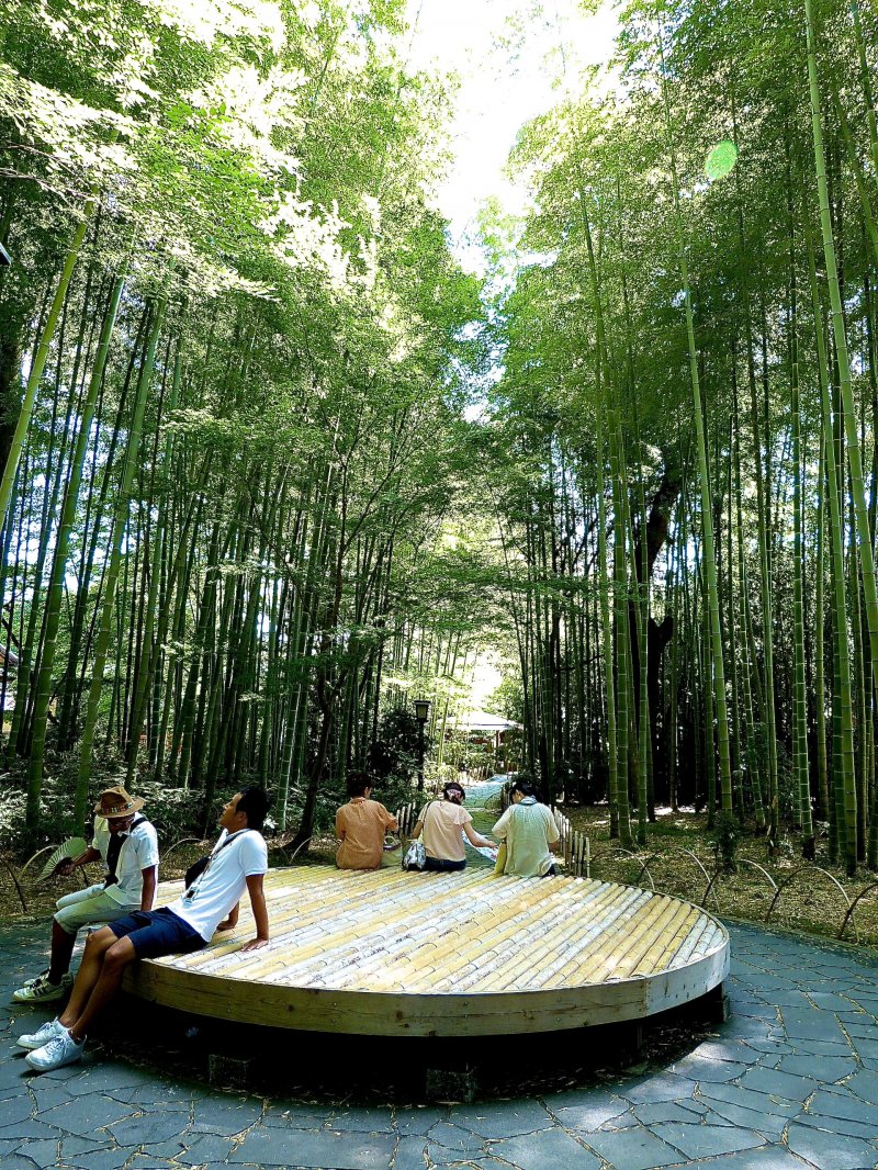 Круглая скамейка по пути бамбуковой рощицы 