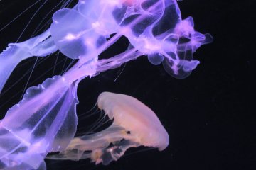 Umino Mori Aquarium, Sendai