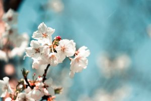 Festival de Sakura de Tendo