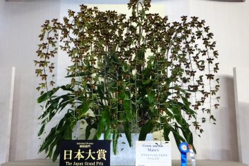 Japan International Orchid and Flower Show