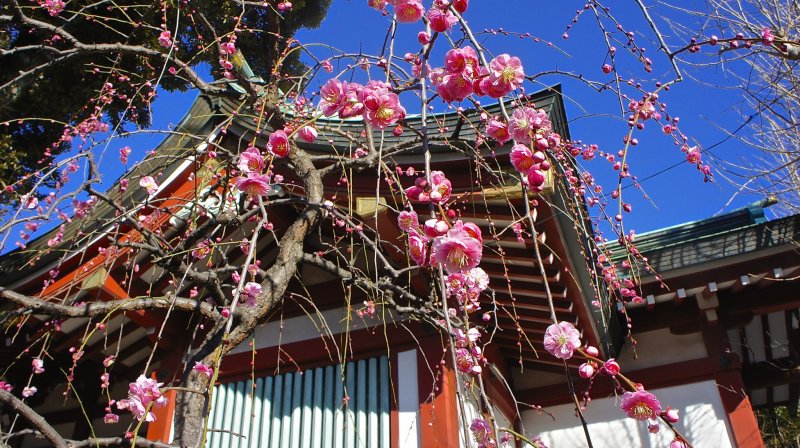 Plum blossoms aplenty at Kameido Tenjin Shrine
